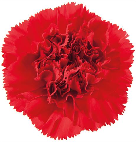 Foto de variedad de flores para ser usadas como: Flor cortada Dianthus caryophyllus Ormea