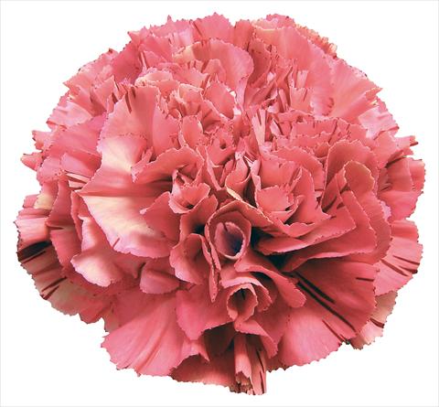 photo of flower to be used as: Cutflower Dianthus caryophyllus Wine Viper