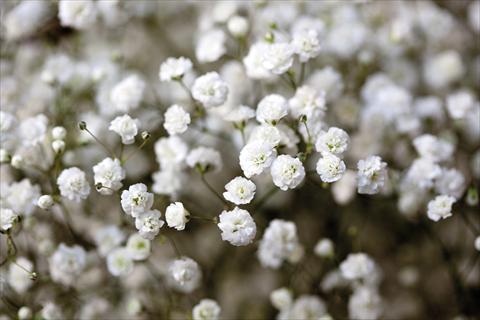 Foto de variedad de flores para ser usadas como: Planta de temporada / borde del macizo Gypsophila Pearls® Ginga-way