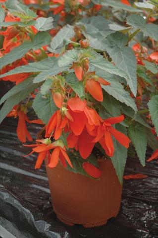 Foto de variedad de flores para ser usadas como: Maceta o cesta de trasplante Begonia boliviensis Santa Cruz