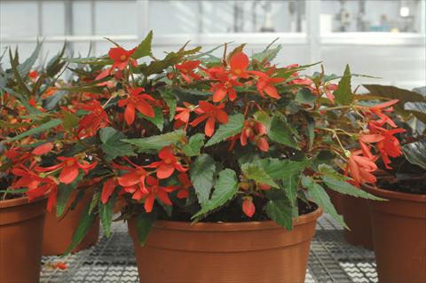 Foto de variedad de flores para ser usadas como: Maceta o cesta de trasplante Begonia boliviensis Sparkler® Red