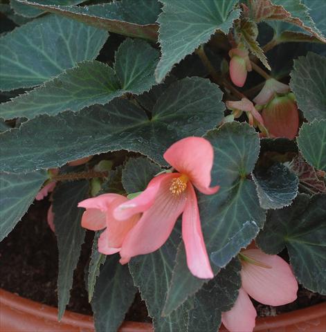 Foto de variedad de flores para ser usadas como: Maceta o cesta de trasplante Begonia boliviensis Sparkler® Rose