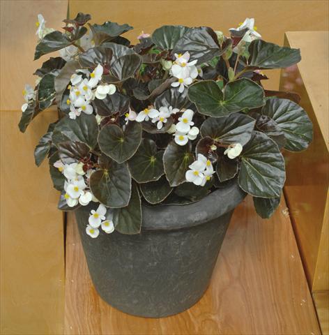 Foto de variedad de flores para ser usadas como: Maceta y planta de temporada Begonia semperflorens Baby Wing Bianco foglia scura