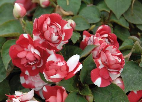 Foto de variedad de flores para ser usadas como: Maceta y planta de temporada Impatiens walleriana Musica® Bicolor Dark Red