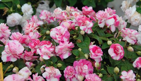 Foto de variedad de flores para ser usadas como: Maceta y planta de temporada Impatiens walleriana Musica® Bicolor Pink
