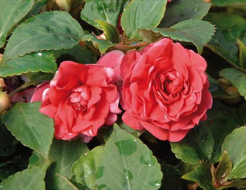 Foto de variedad de flores para ser usadas como: Maceta y planta de temporada Impatiens walleriana Musica® Elegant Red