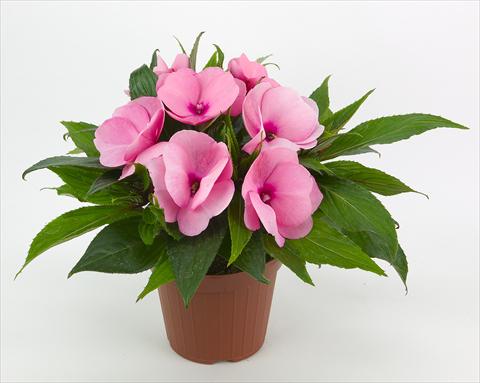 Foto de variedad de flores para ser usadas como: Maceta o cesta de trasplante Impatiens N. Guinea Paradise® Kiamba