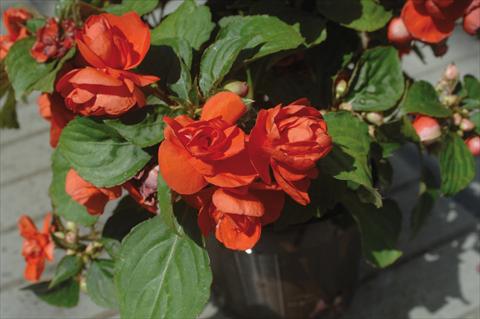 Foto de variedad de flores para ser usadas como: Maceta y planta de temporada Impatiens walleriana Musica® Orange