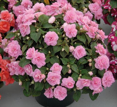 Foto de variedad de flores para ser usadas como: Maceta y planta de temporada Impatiens walleriana Musica® Pink Aroma