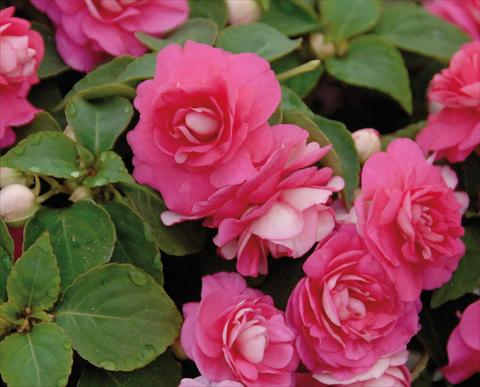 Foto de variedad de flores para ser usadas como: Maceta y planta de temporada Impatiens walleriana Musica® Pink Energy