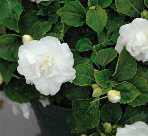 Foto de variedad de flores para ser usadas como: Maceta y planta de temporada Impatiens walleriana Musica® Pure White