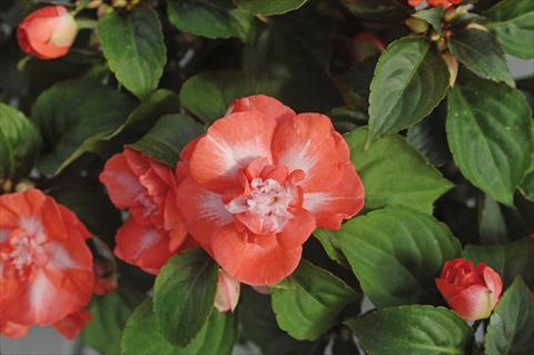 Foto de variedad de flores para ser usadas como: Maceta y planta de temporada Impatiens walleriana Musica® Spicy Orange