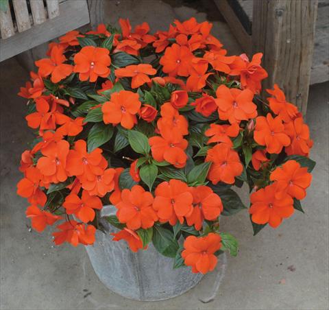 Foto de variedad de flores para ser usadas como: Maceta, planta de temporada, patio Impatiens N. Guinea Divine Orange green leaf