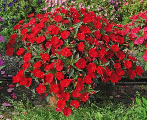 Foto de variedad de flores para ser usadas como: Maceta, planta de temporada, patio Impatiens N. Guinea SunPatiens® Compact Red