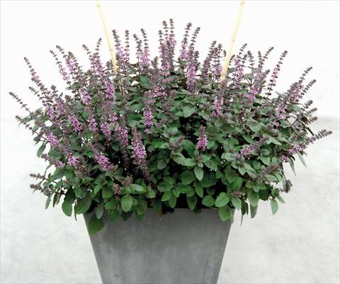 Foto de variedad de flores para ser usadas como: Maceta y planta de temporada Ocimum basilicum African Blu®