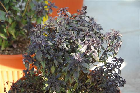 Foto de variedad de flores para ser usadas como: Maceta y planta de temporada Ocimum basilicum Basilico greco alla cannella®