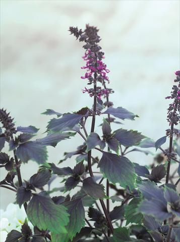 Foto de variedad de flores para ser usadas como: Maceta y planta de temporada Ocimum basilicum Wild Magic®