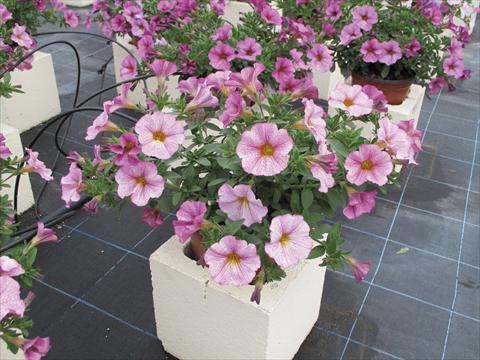 Foto de variedad de flores para ser usadas como: Maceta, planta de temporada, patio Petchoa SuperCal® Artist Rose