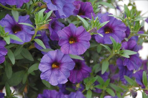 Foto de variedad de flores para ser usadas como: Maceta, planta de temporada, patio Petchoa SuperCal® Blue