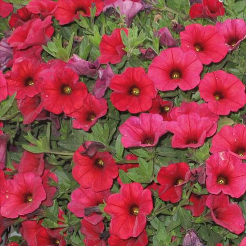 Foto de variedad de flores para ser usadas como: Maceta, planta de temporada, patio Petchoa SuperCal® Cherry