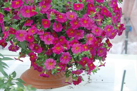 Foto de variedad de flores para ser usadas como: Maceta, planta de temporada, patio Petchoa SuperCal® Neon Rose