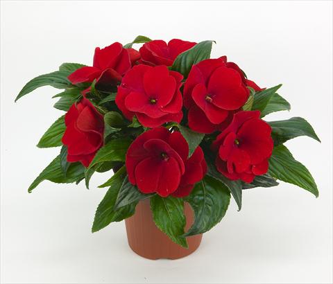 Foto de variedad de flores para ser usadas como: Maceta o cesta de trasplante Impatiens N. Guinea Paradise® Orona