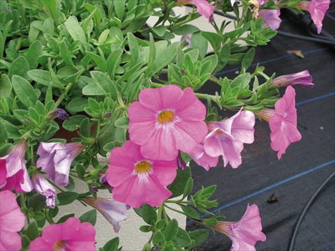Foto de variedad de flores para ser usadas como: Maceta, planta de temporada, patio Petchoa SuperCal® Pink Ice