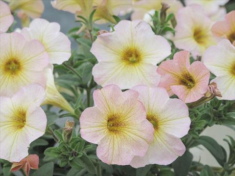 Foto de variedad de flores para ser usadas como: Maceta, planta de temporada, patio Petchoa SuperCal® Vanilla Blush