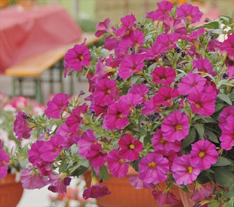Foto de variedad de flores para ser usadas como: Maceta, planta de temporada, patio Petchoa SuperCal® Violet
