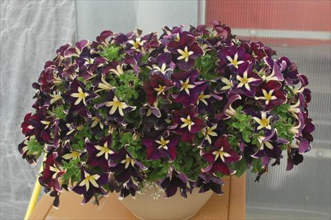 Foto de variedad de flores para ser usadas como: Maceta, planta de temporada, patio Petunia pendula Cascadias® Rim Magenta