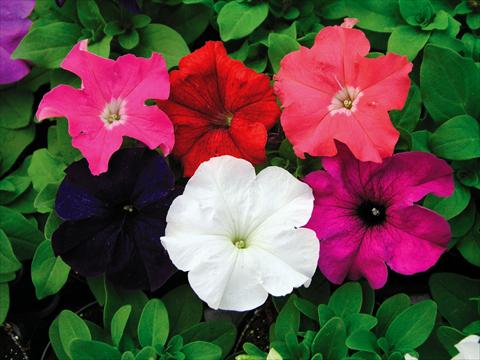 Foto de variedad de flores para ser usadas como: Maceta, planta de temporada, patio Petunia Compatta XL Mix