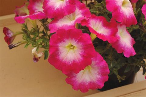 Foto de variedad de flores para ser usadas como: Maceta, planta de temporada, patio Petunia Fantasy Hot Pink