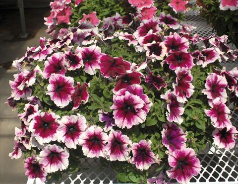 Foto de variedad de flores para ser usadas como: Maceta, planta de temporada, patio Petunia Happy Giant Bicolor Purple Picotee