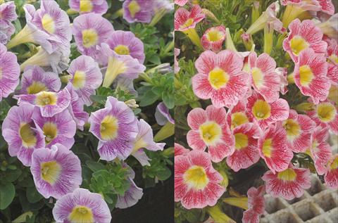 Foto de variedad de flores para ser usadas como: Maceta, planta de temporada, patio Petunia Marvel Beauty Blueberry e Rasberry mix