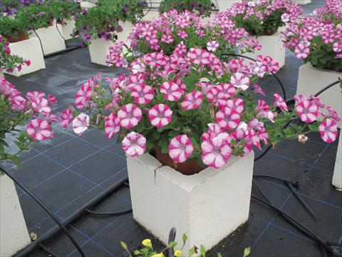 Foto de variedad de flores para ser usadas como: Maceta, planta de temporada, patio Petunia Mini Blast