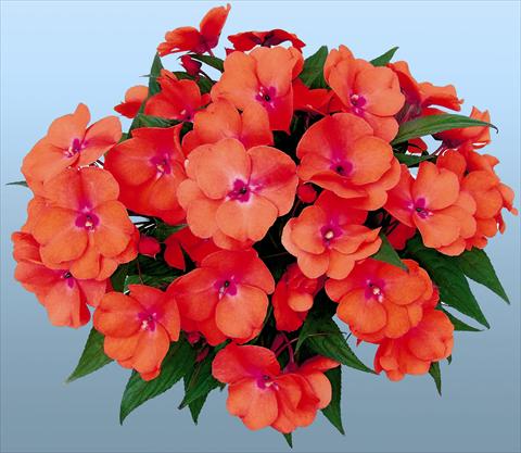Foto de variedad de flores para ser usadas como: Maceta y planta de temporada Impatiens N. Guinea Paradise® Tomea