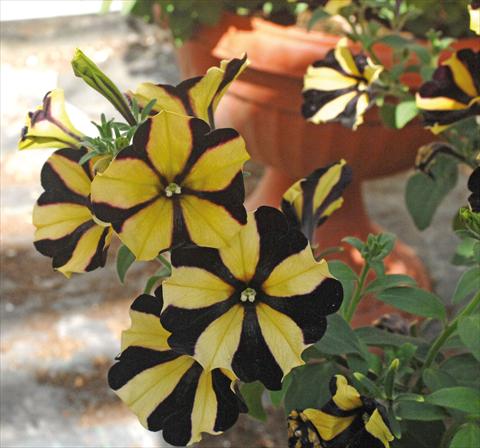 Foto de variedad de flores para ser usadas como: Maceta, planta de temporada, patio Petunia Sunflower Ray
