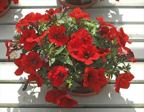 Foto de variedad de flores para ser usadas como: Maceta, planta de temporada, patio Petunia pendula Surfinia® Deep Red
