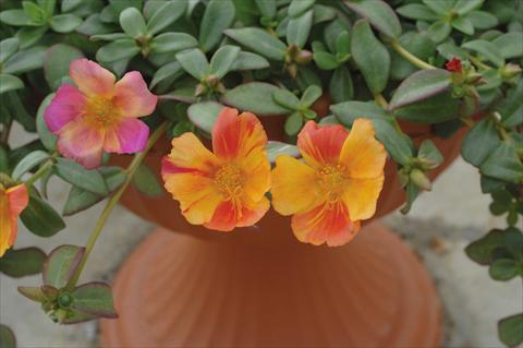 Foto de variedad de flores para ser usadas como: Maceta y planta de temporada Portulaca Amica Jumbo Bicolor Mix