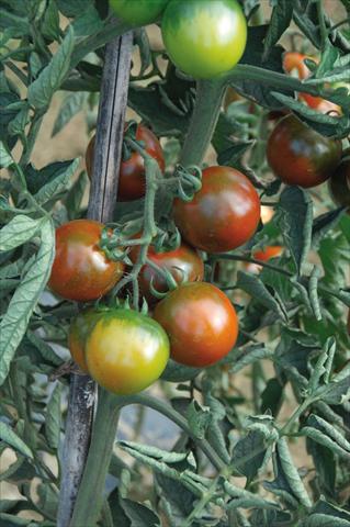 Foto de variedad de flores para ser usadas como: Maceta o Tarrina de colgar Solanum lycopersicum (pomodoro) tipo Camone