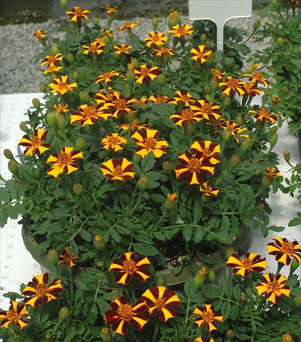 Foto de variedad de flores para ser usadas como: Planta de temporada / borde del macizo Tagetes patula Mr. Majestic
