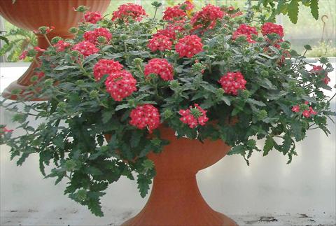 Foto de variedad de flores para ser usadas como: Maceta, patio, Tarrina de colgar Verbena Superbena® Coral Pearl