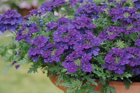 Foto de variedad de flores para ser usadas como: Maceta, patio, Tarrina de colgar Verbena Vepita Blu Violet PW