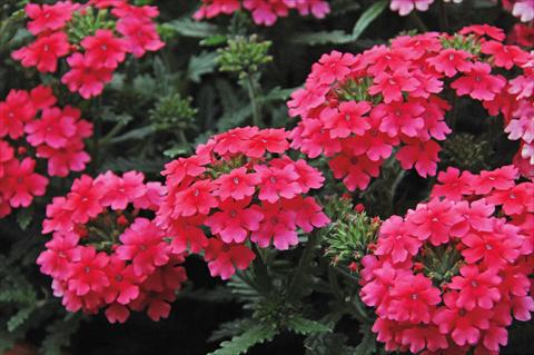 Foto de variedad de flores para ser usadas como: Maceta, patio, Tarrina de colgar Verbena Vepita Hot Pink PW