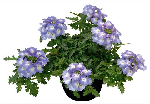 Foto de variedad de flores para ser usadas como: Maceta, patio, Tarrina de colgar Verbena Vepita Lavender Ice PW