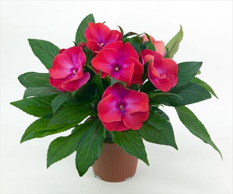 Foto de variedad de flores para ser usadas como: Maceta y planta de temporada Impatiens N. Guinea Paradise® Tomini