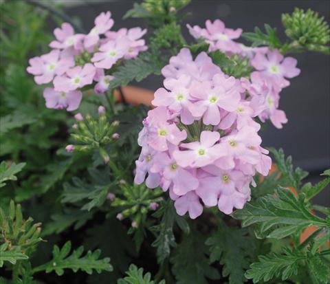 Foto de variedad de flores para ser usadas como: Maceta, patio, Tarrina de colgar Verbena Vepita Soft Pink PW