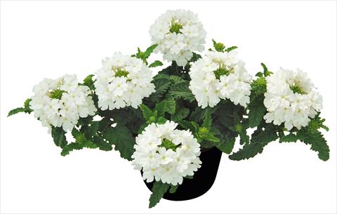 Foto de variedad de flores para ser usadas como: Maceta, patio, Tarrina de colgar Verbena Vepita White PW