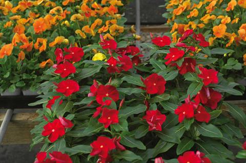 Foto de variedad de flores para ser usadas como: Maceta y planta de temporada Catharanthus roseus - Vinca Cora F1 Red