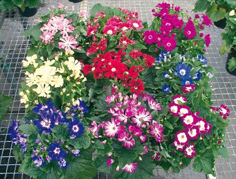 Foto de variedad de flores para ser usadas como: Maceta y planta de temporada Cineraria Vesna